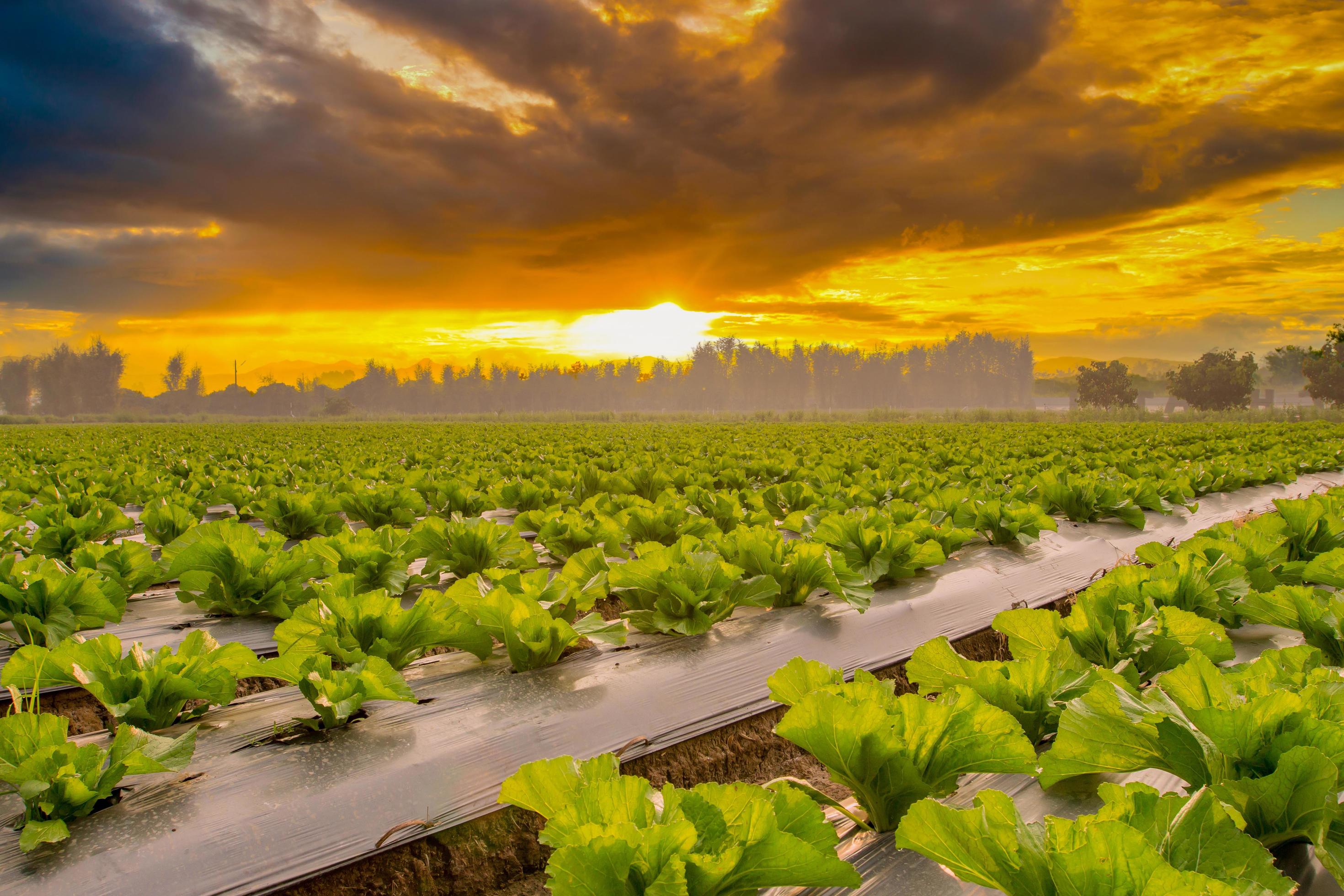 Natural scene lettuce field and sunset background Stock Free