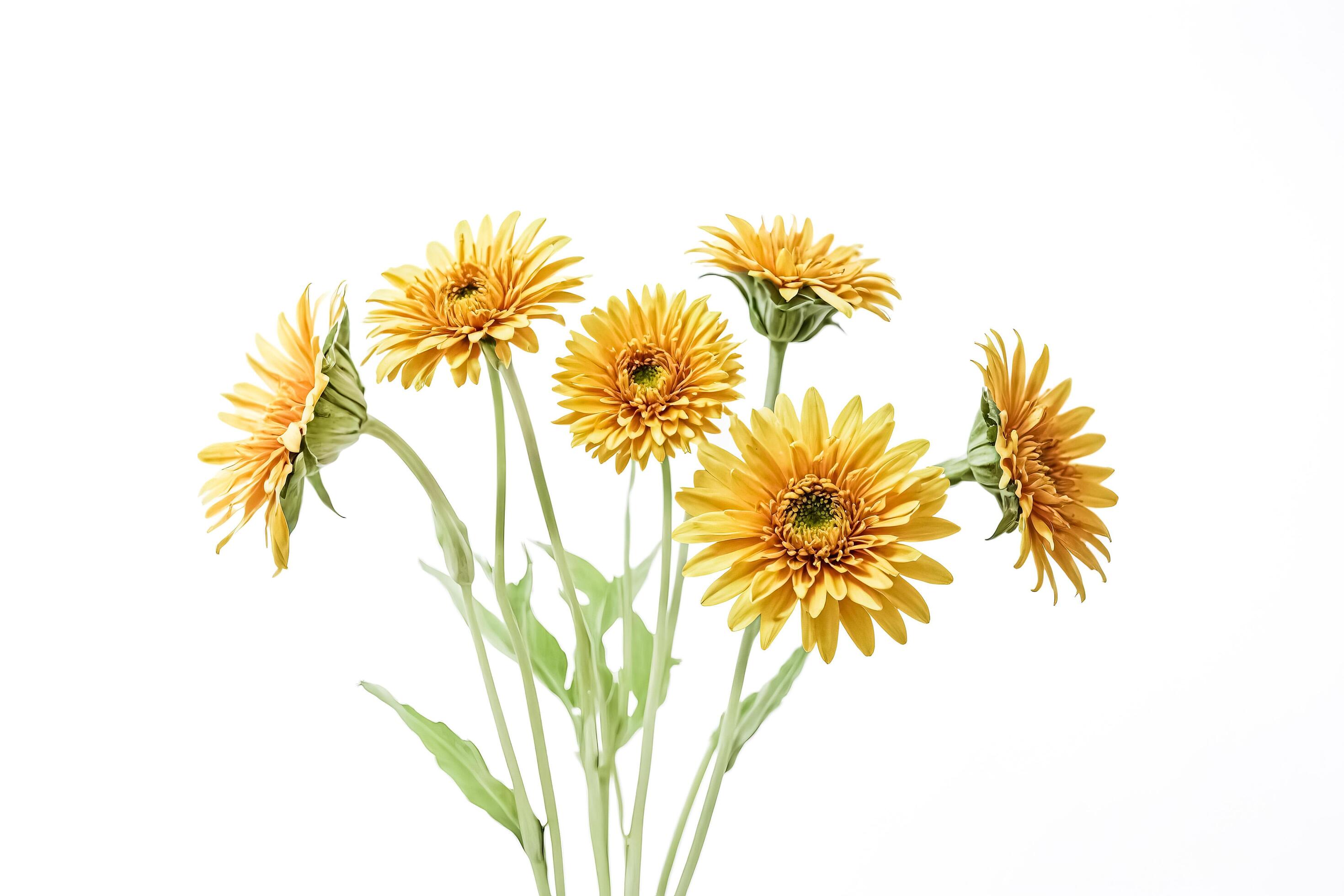 Yellow Gerber Daisies Isolated on White Background Stock Free