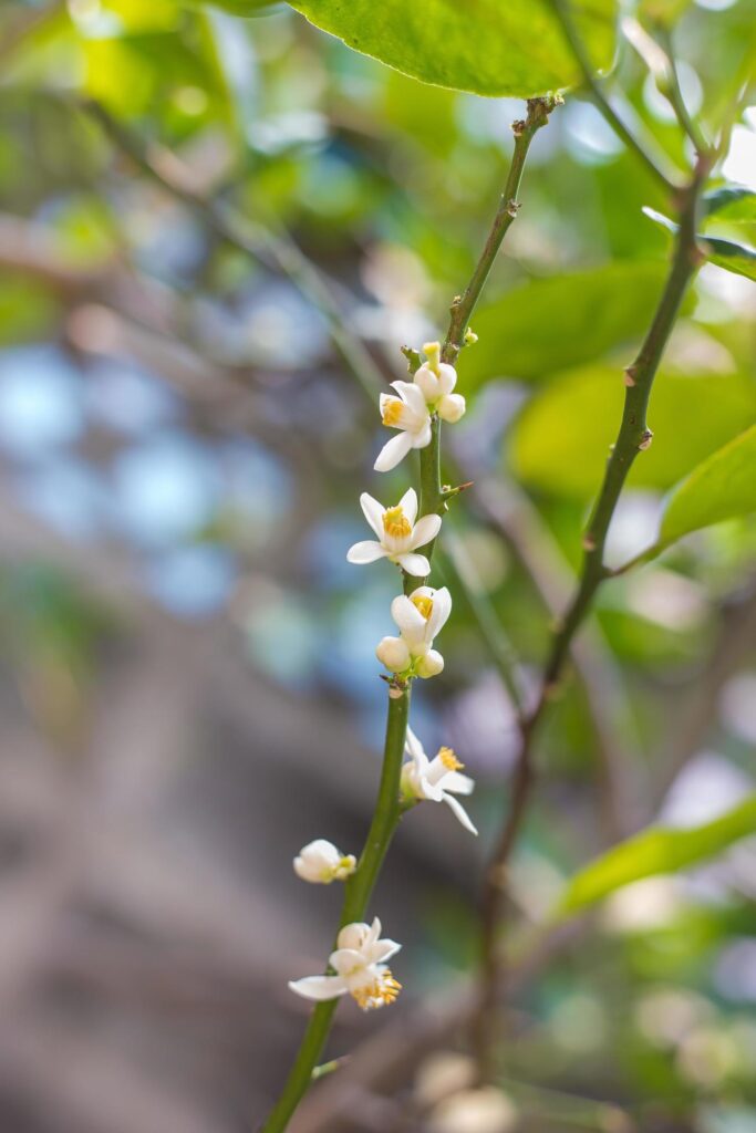 Lots lime flowers lemon blossom on tree among green leaves on bright sunlight on blurred background. Stock Free