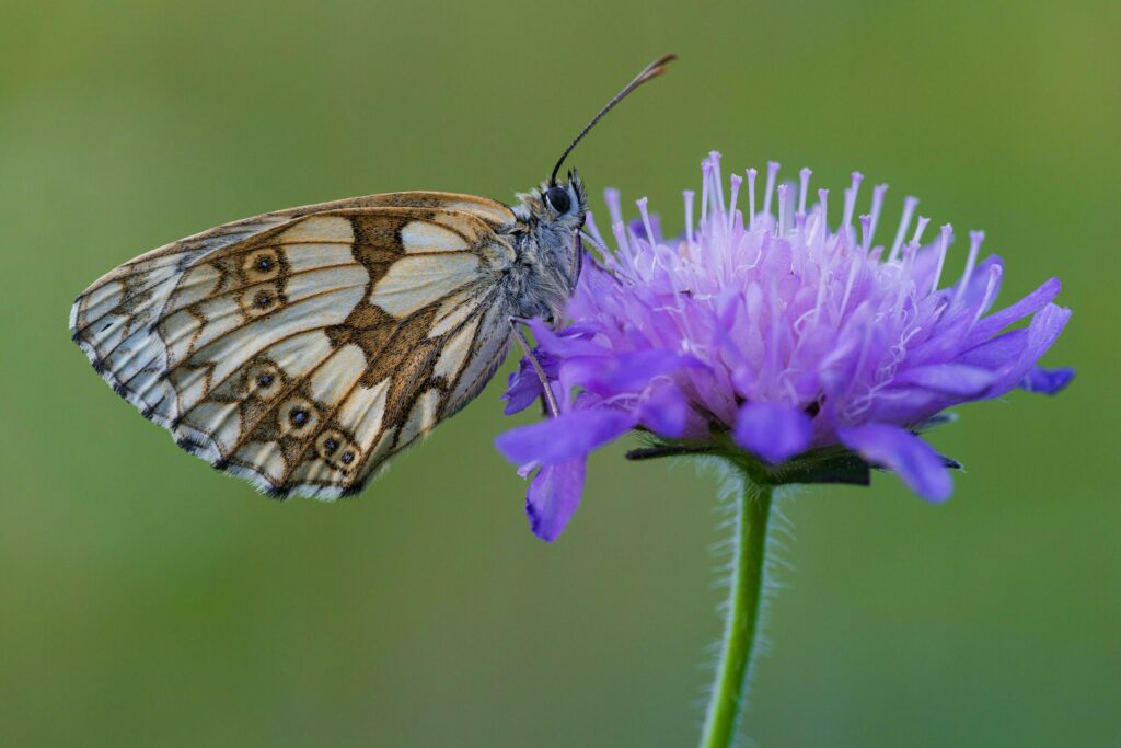 Beautiful butterfly sitting on flower Stock Free