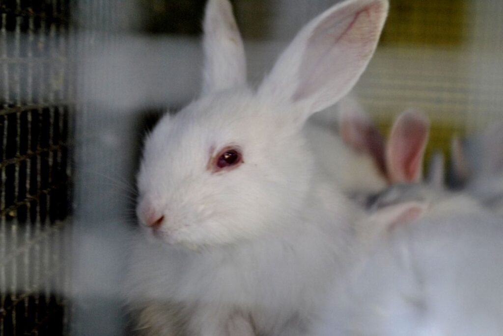 Rabbit Bunny In Cage Stock Free