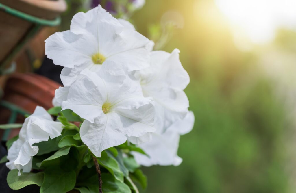 white Petunia flower with sunlight Stock Free