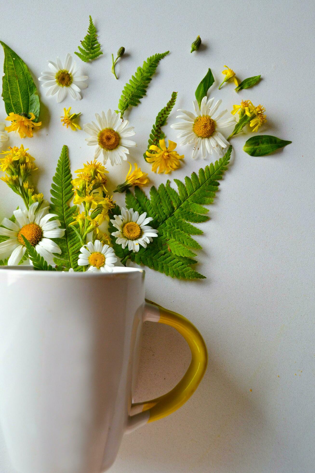 wild flowers for beautiful background Stock Free