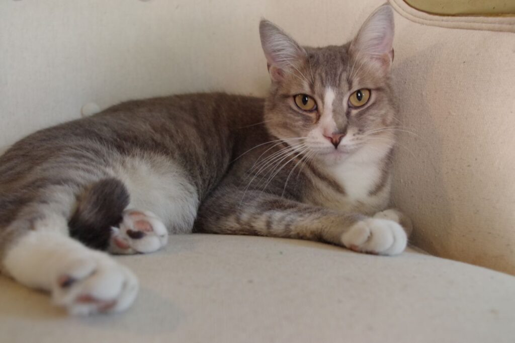 Tabby on chair Stock Free