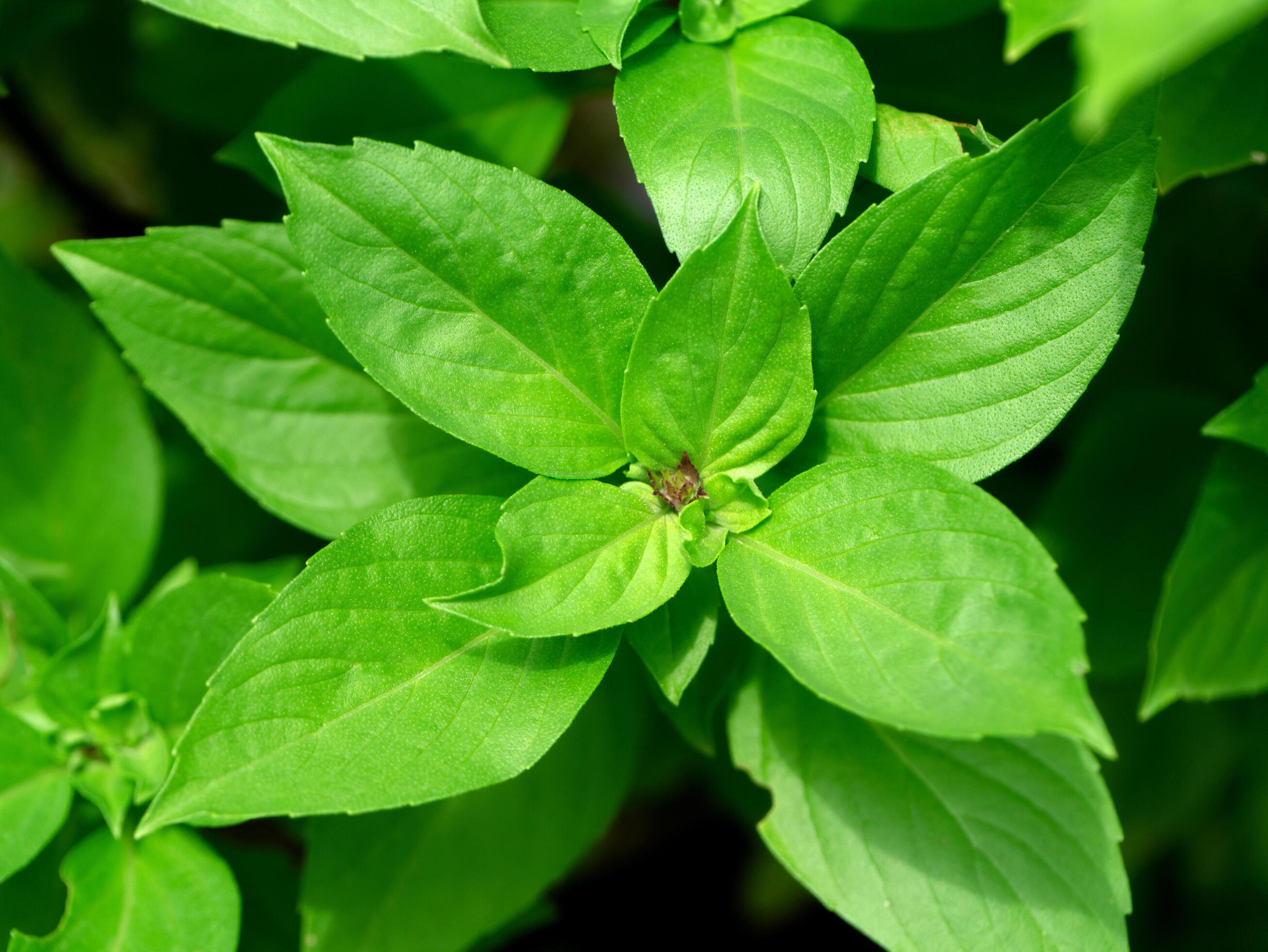 Sweet Basil background. Stock Free