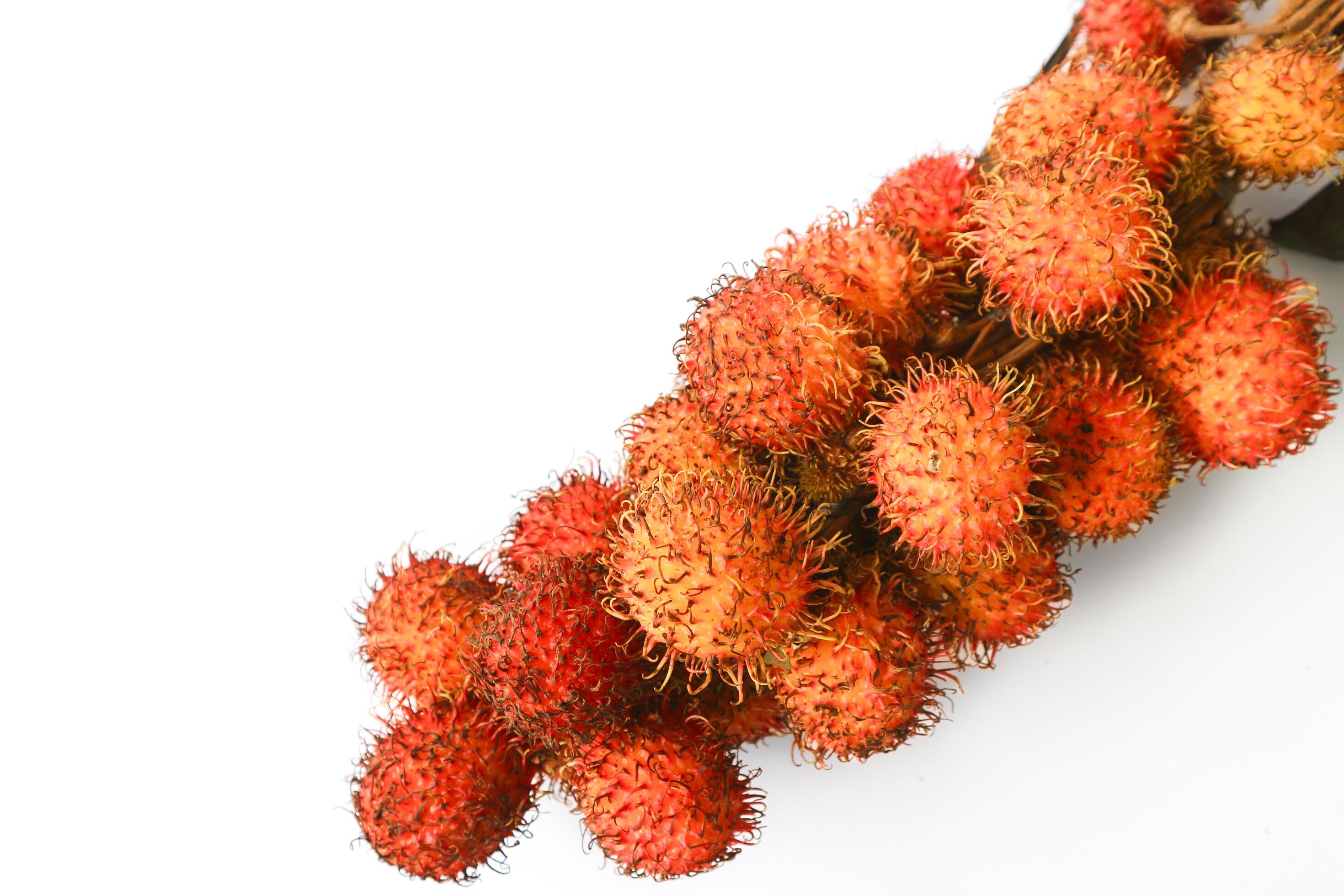 Rambutan taxonomic name, Nephelium lappaceum is a medium sized tropical tree in the Sapindaceae family Stock Free