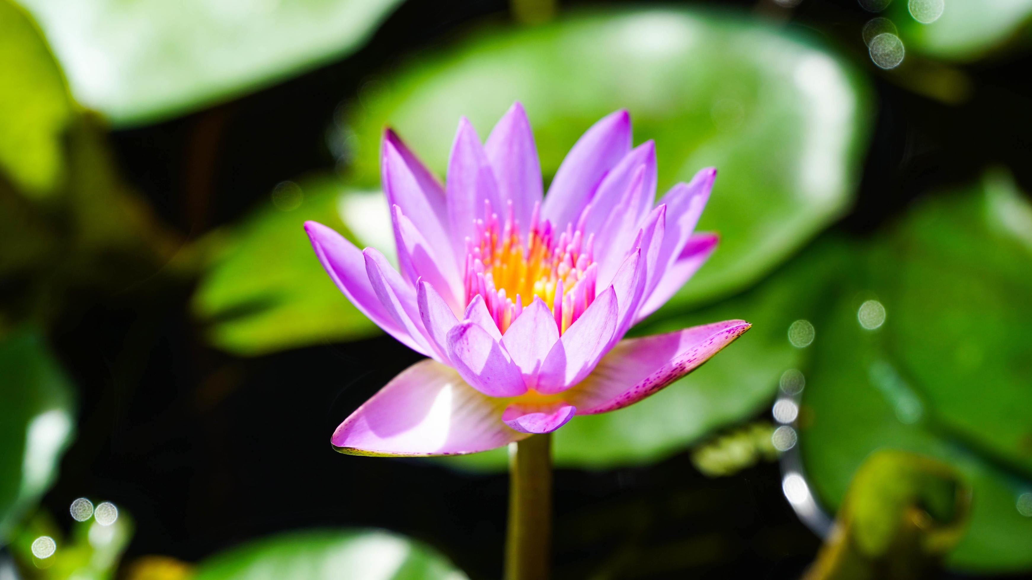 Purple lotus flower on a bright day Stock Free