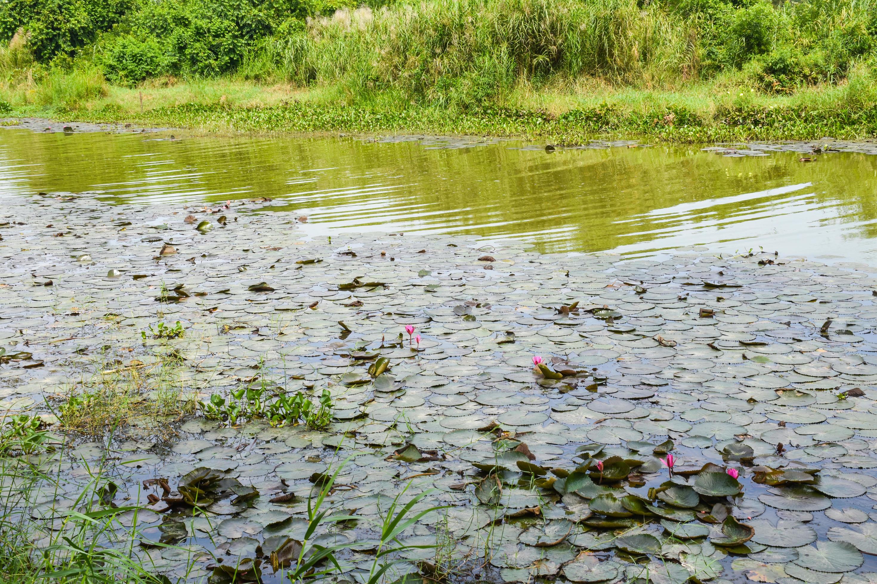 blooming lotus flowers and leaves beauty nature in lake phatthalung Stock Free