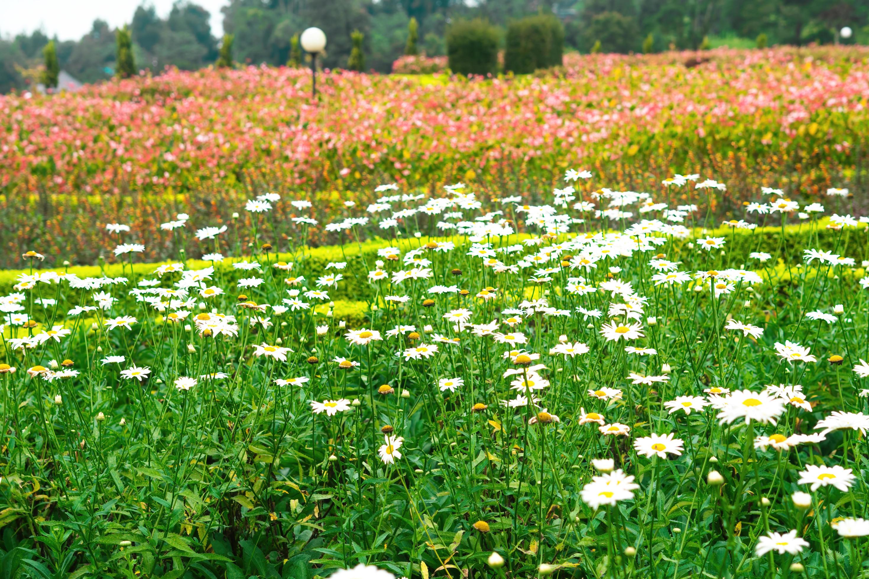 flowers garden park nature background premium photo Stock Free