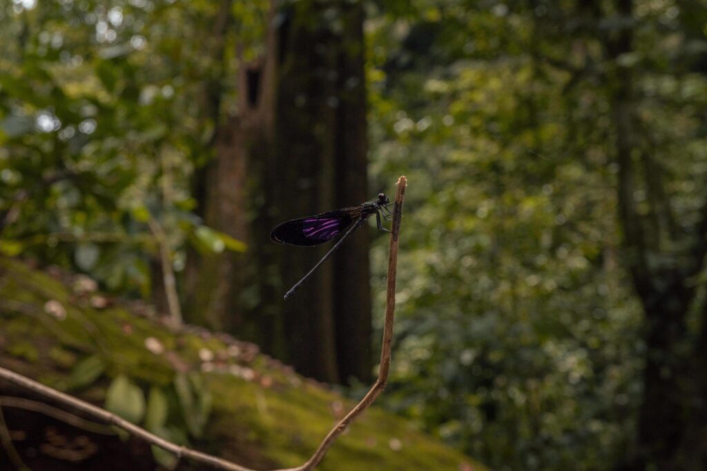 Dragon fly over the green leave on the tropical forest. The photo is suitable to use for nature poster, wild life background and animal content media. Stock Free