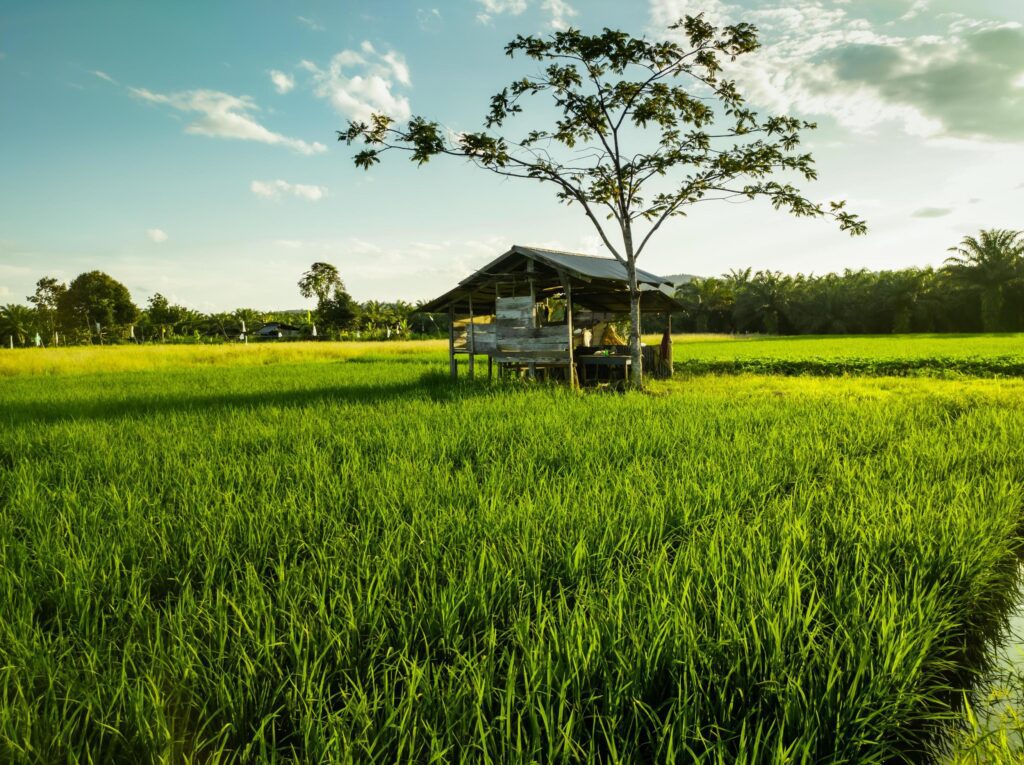 The landscape of green rice fields is suitable for natural backgrounds Stock Free