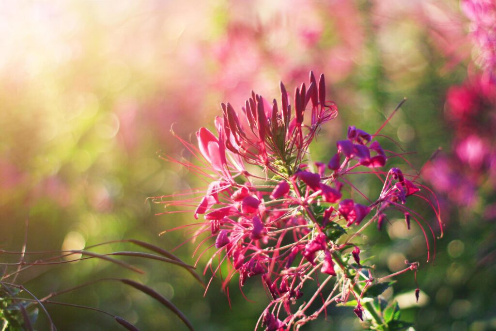 Beautiful blooming pink Cleome Spinosa Linn. or Spider flowers field in natural sunlight. Stock Free