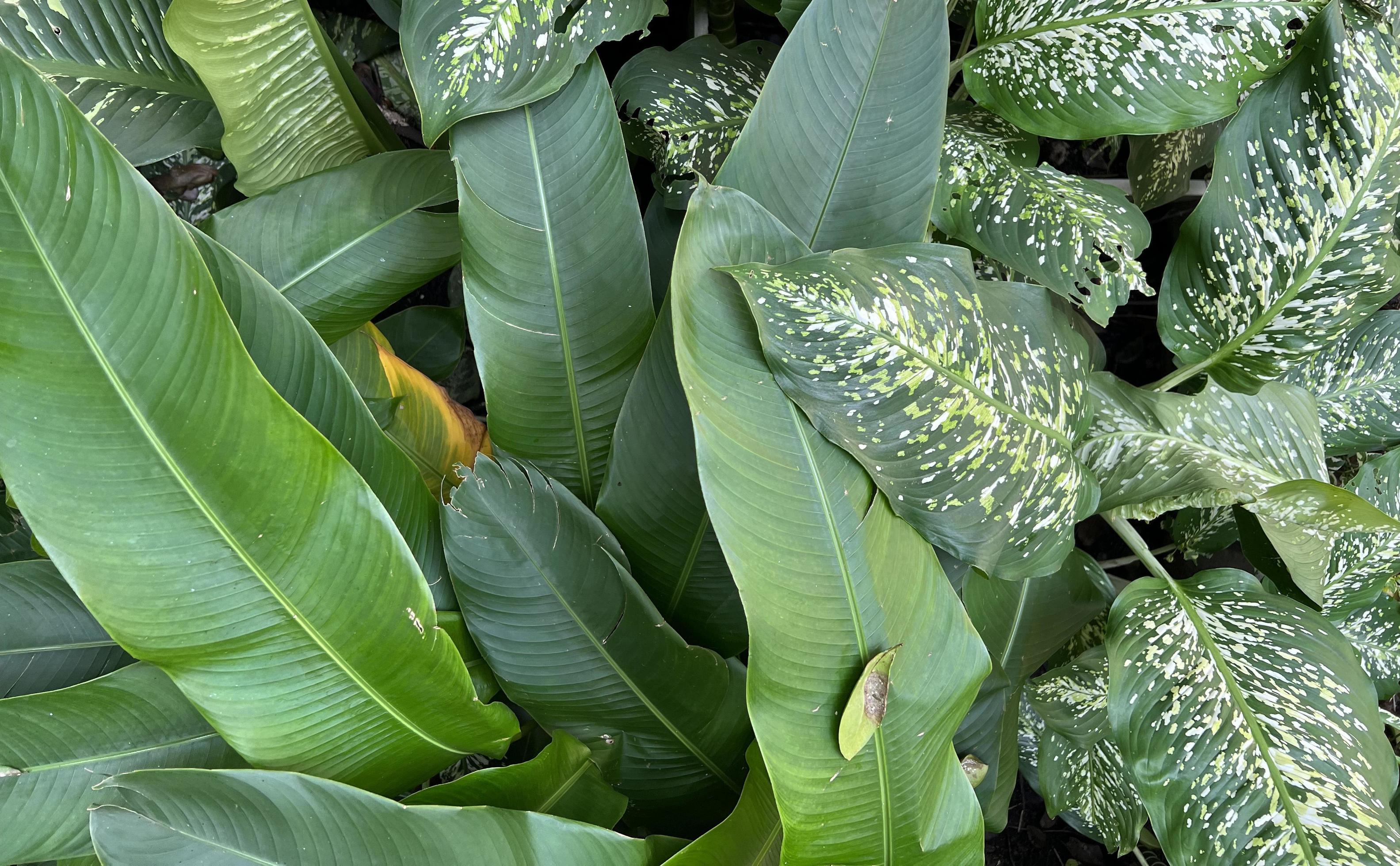 green nature background. dark green foliage fresh plant, natural green leaves banner Stock Free