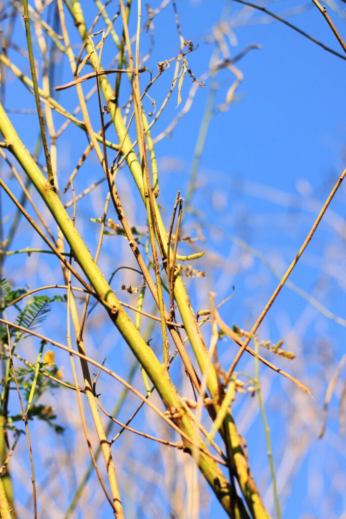 Fresh tree Branch on blue sky with natural sunlight in Summer season Stock Free