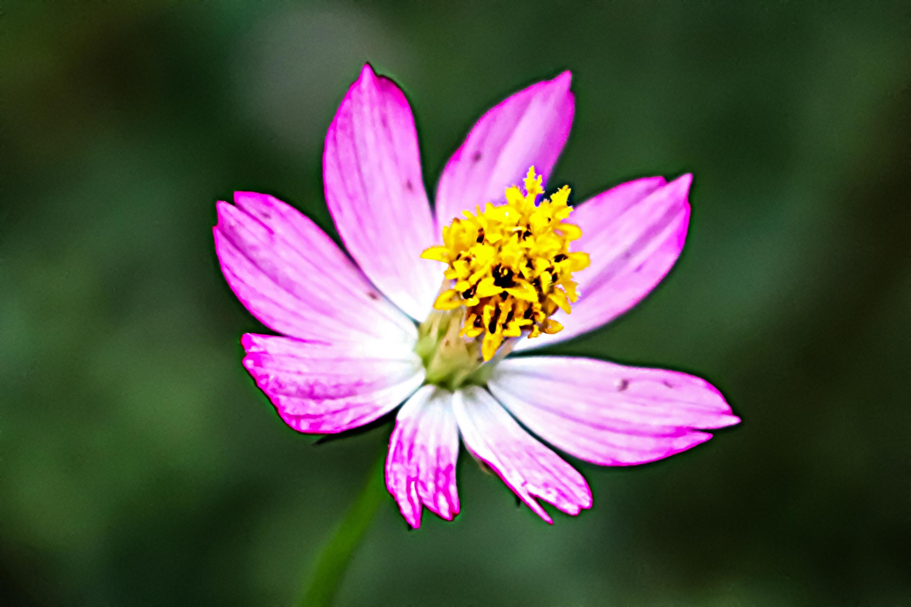 pink flower with blur background texture Stock Free