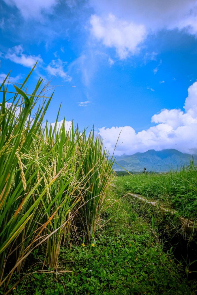 view of rice plants with a cloudy blue sky in the background Stock Free