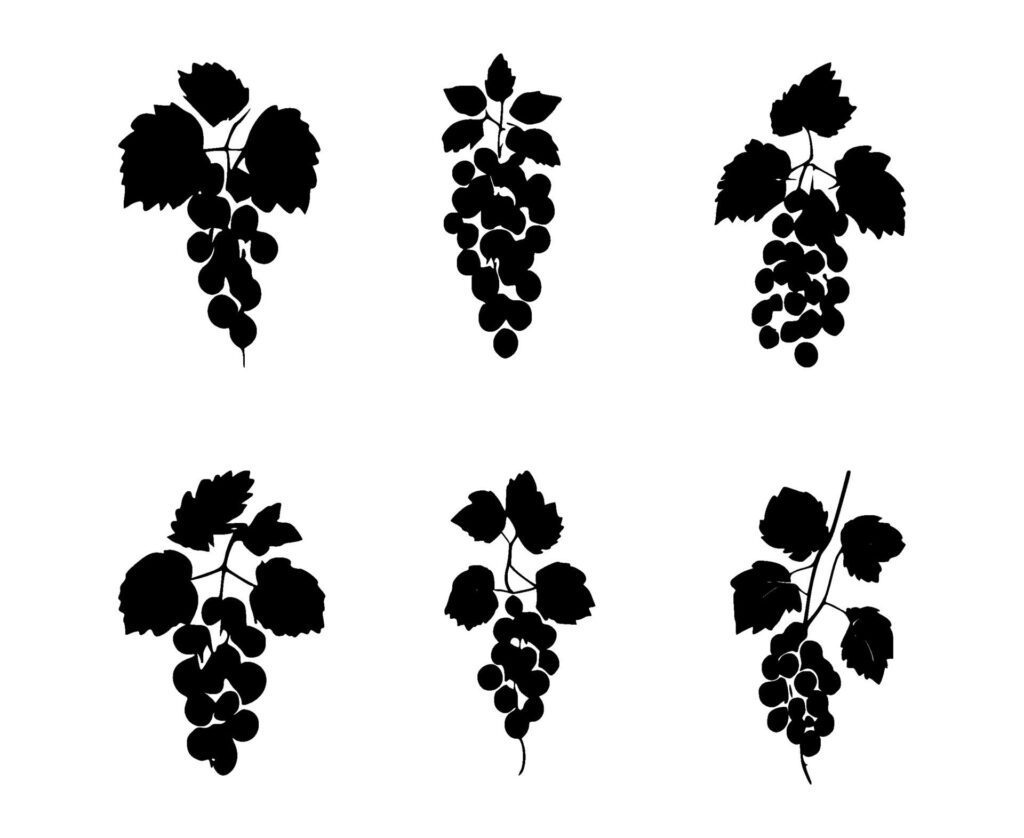 set of grape plant silhouettes on isolated background Free Vector