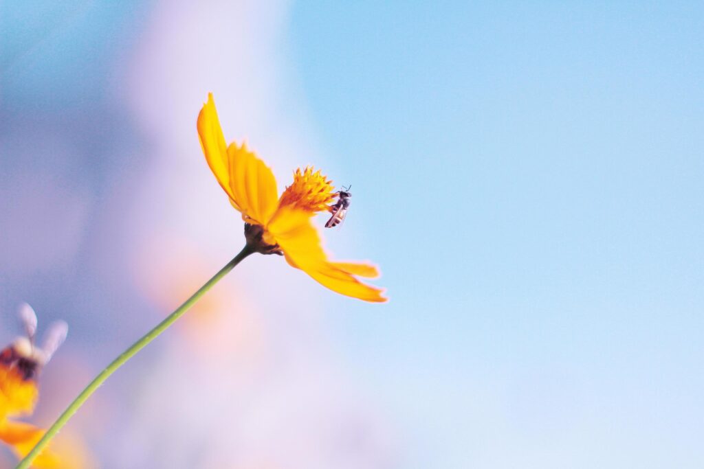 Beautiful yellow cosmos flowers, Yellow flower of Mexican Diasy with bee in sunlight and blu sky at garden Stock Free