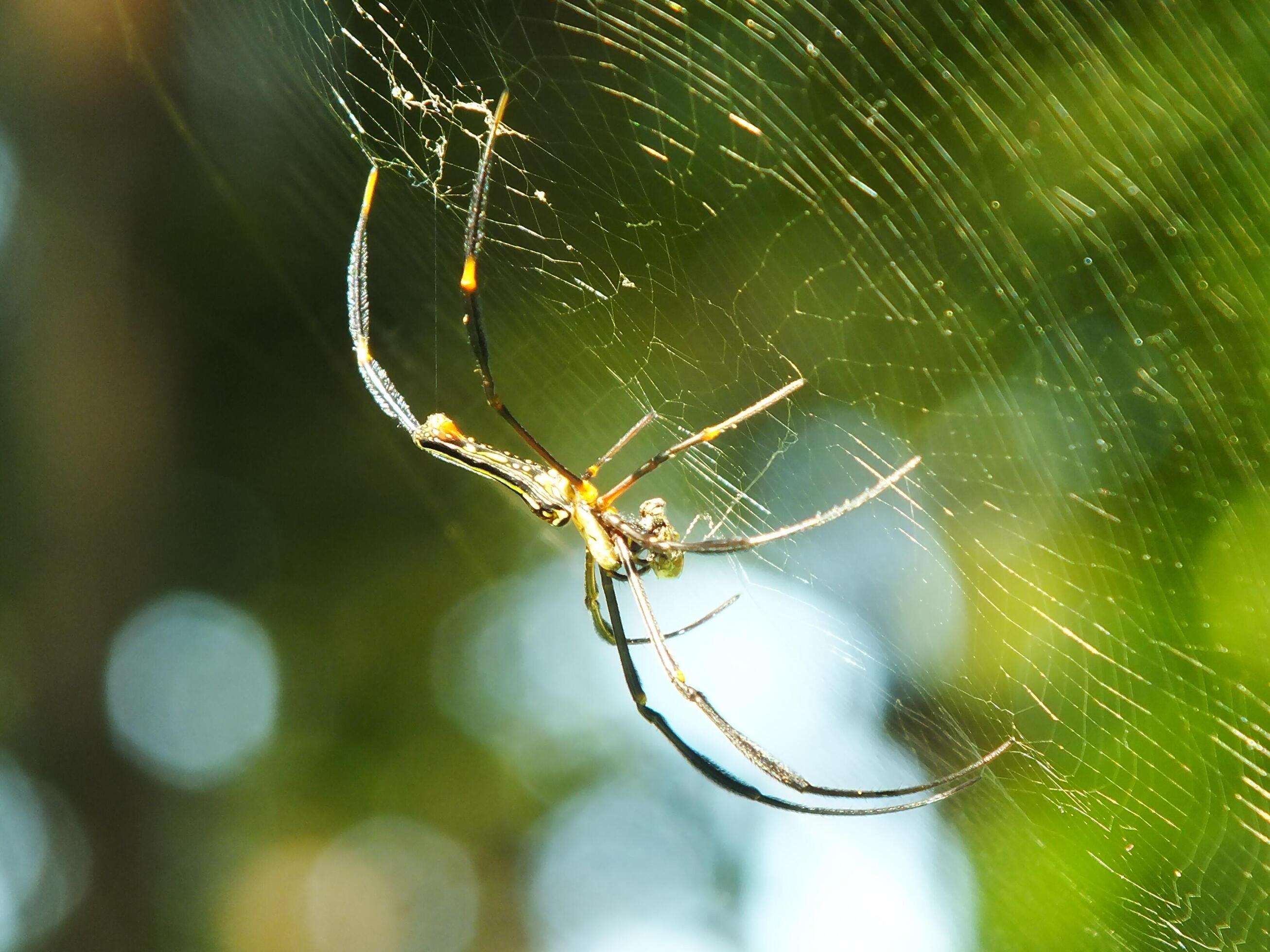 Spider in the cobweb with natural green forest background. A large spider waits patiently in its web for some prey Stock Free