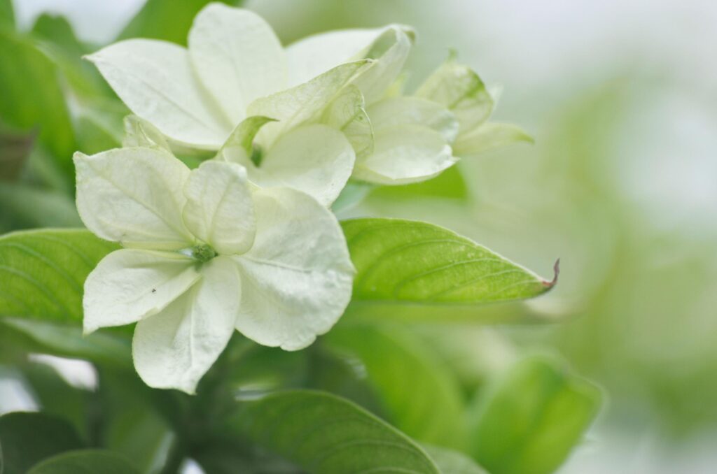 Close-up shot of flower front garden and backyard outdoor in the house area background and texture. Stock Free