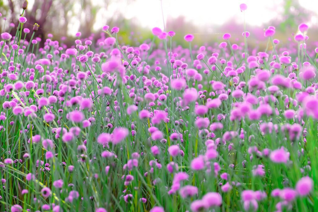 Blurred,Pink wild flower fields.Beautiful growing and blooming in the nature Stock Free