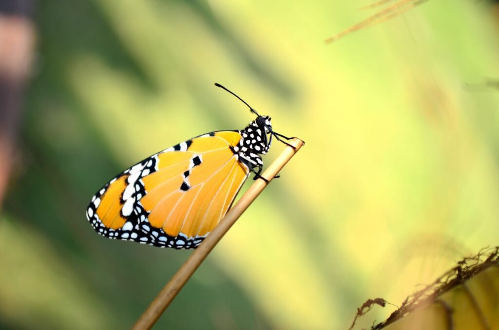 Tiger Butterfly Closeup Stock Free