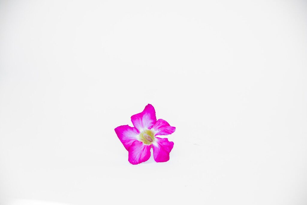 beautiful close up of pink adenium flowers white background Stock Free