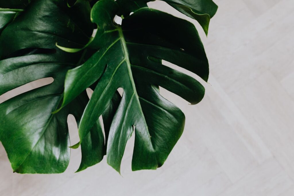 Dark green leaves of monstera Stock Free