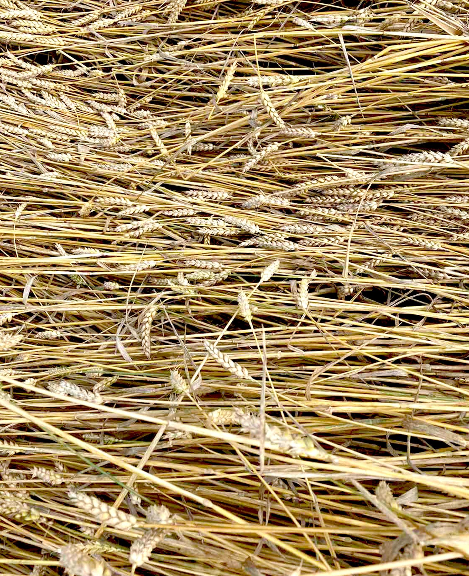 Wheat field ears with grains,pinned to the ground . Harvest nature growth. Agricultural farm. Stock Free