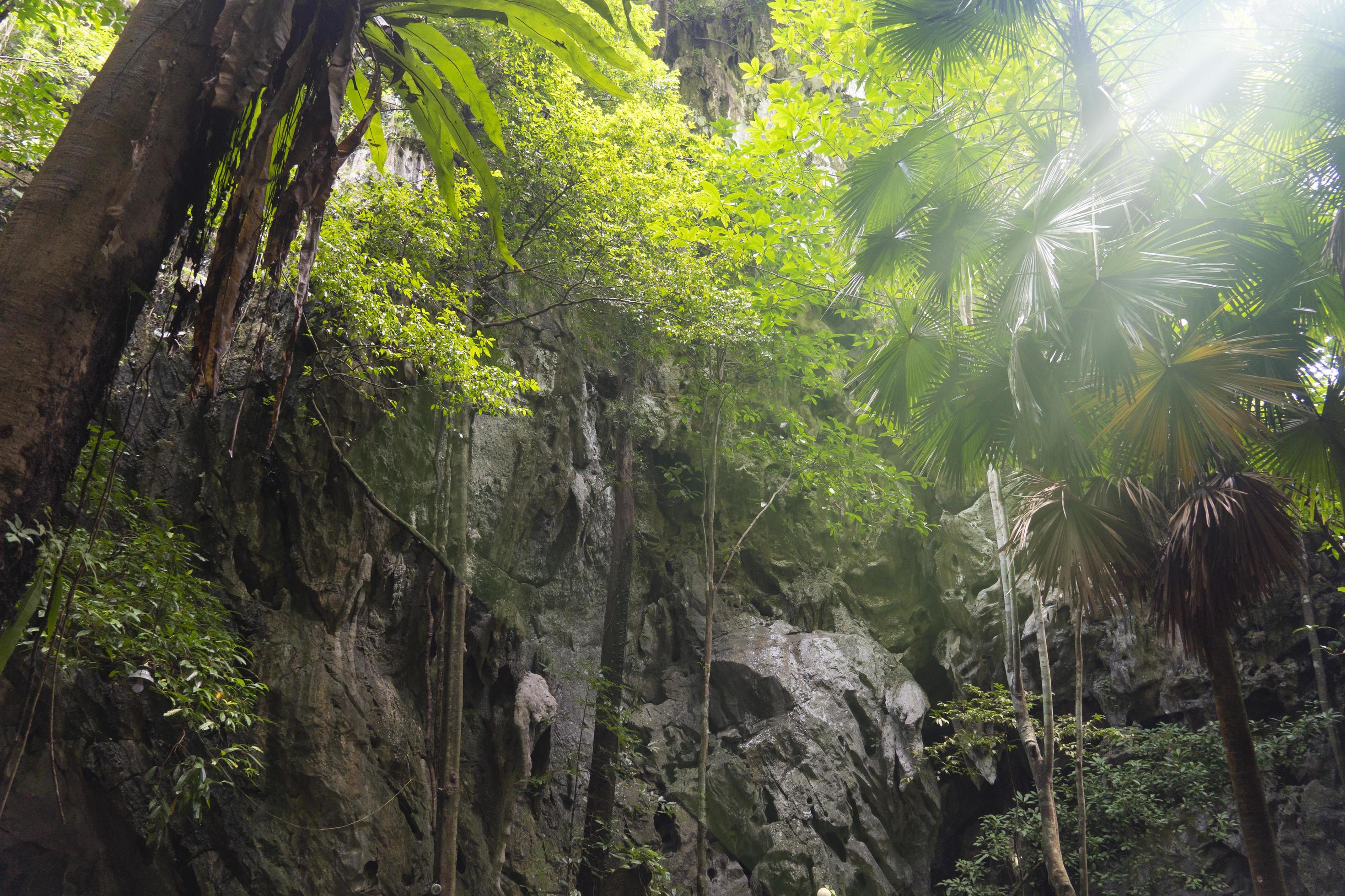 An upward view of a tree-covered cliff. The moisture of nature in the deep forest. Stock Free