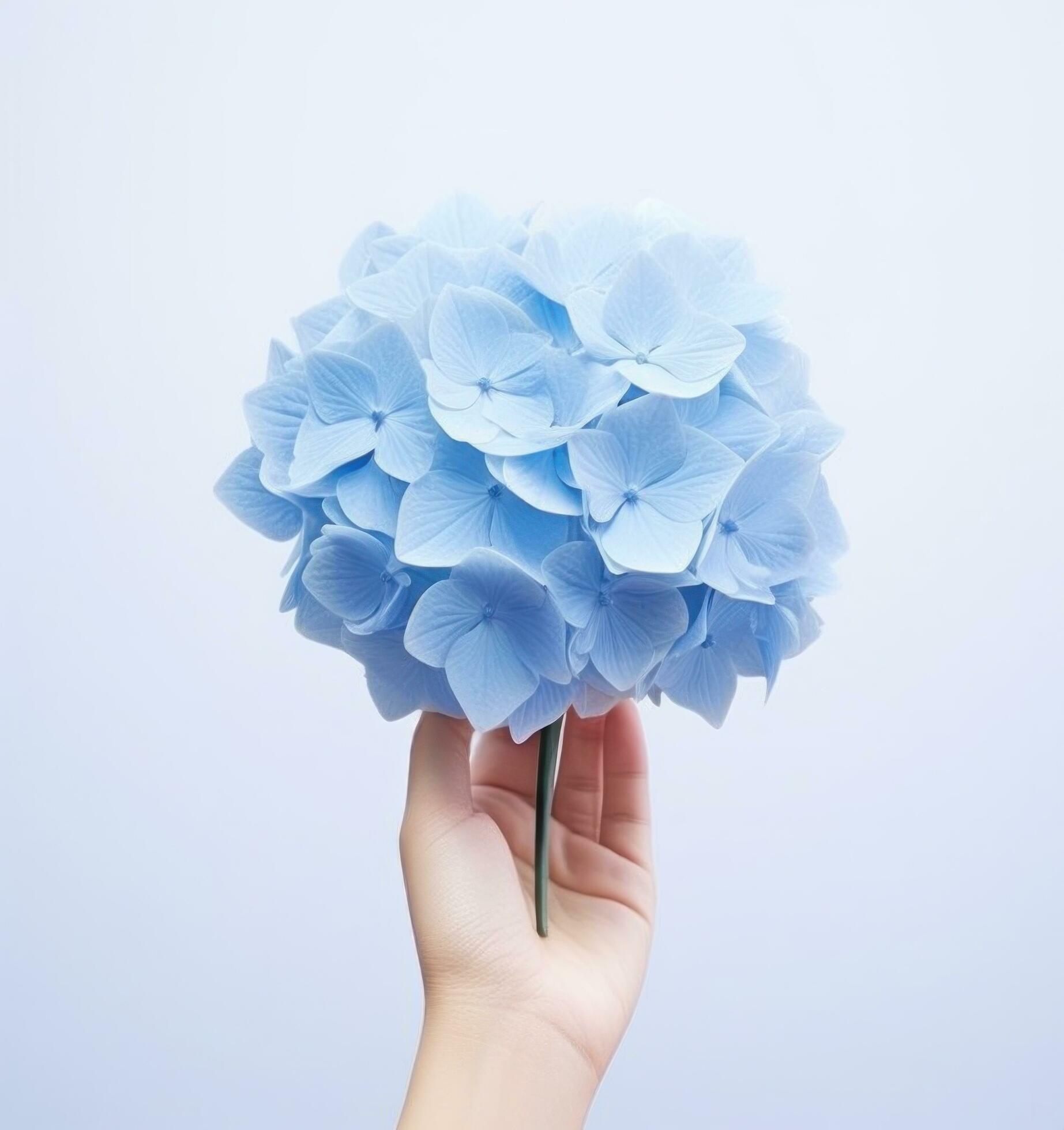 Hand holding a blue hydrangea flower Stock Free