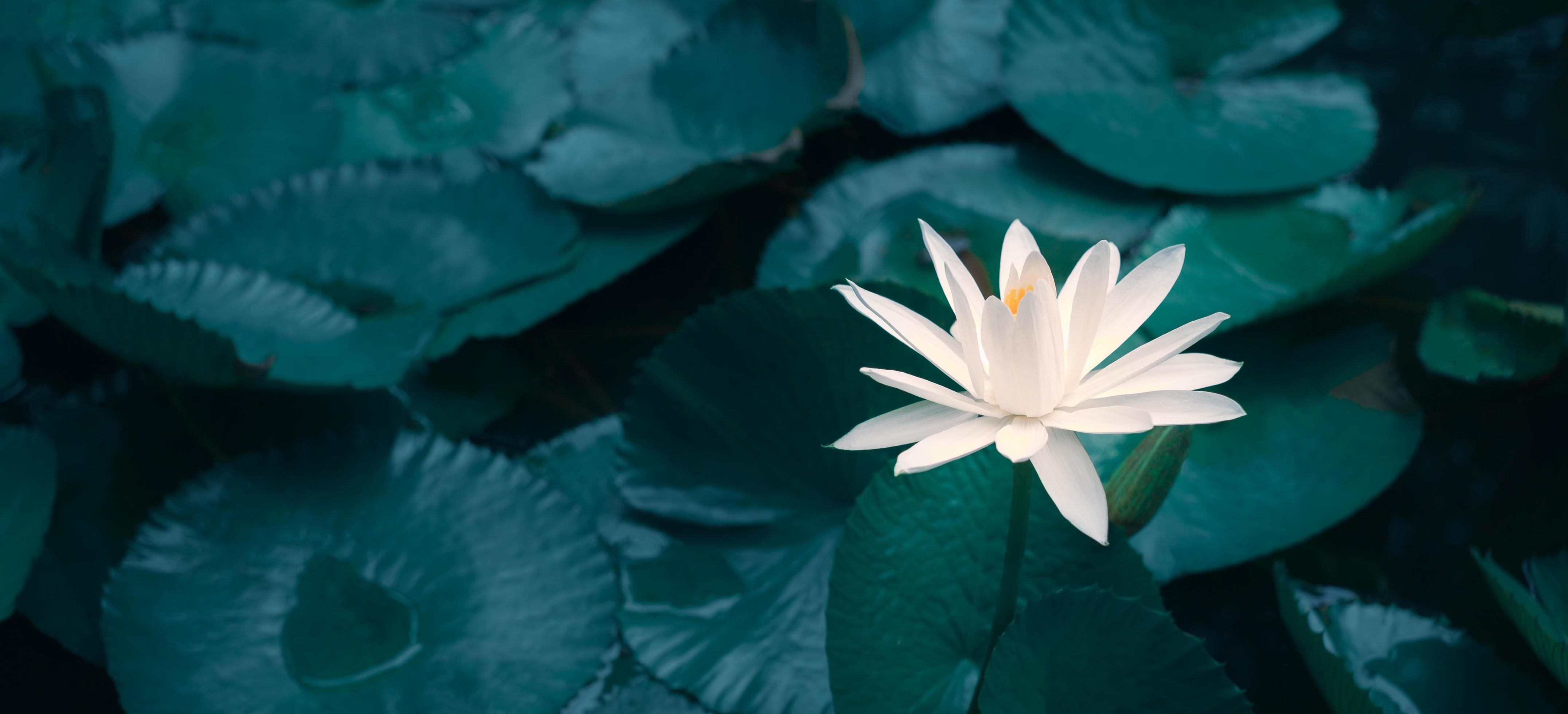 Close-up beautiful white lotus flower in pond.White Lotus Flower background Lily Floating on The Water Stock Free