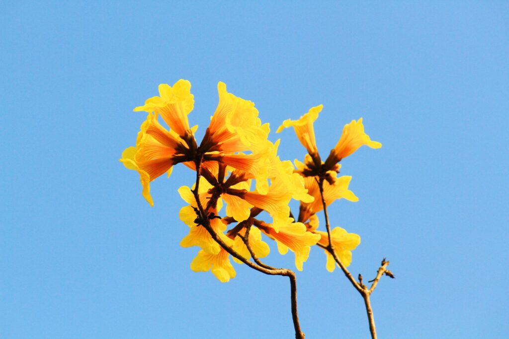 Blossom Dwarf Golden Trumpe flowers with blue sky. Tabebuia chrysotricha flowers Stock Free