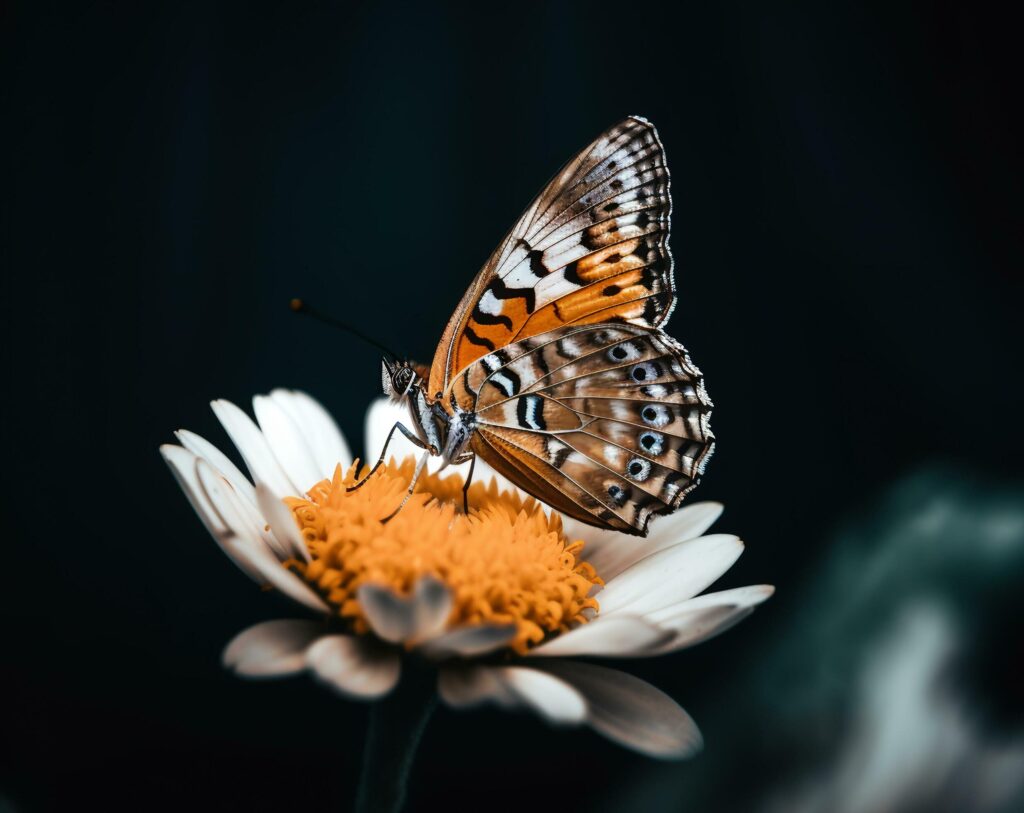 Close up detail of butterfly perched on flower petals. beautiful portrait of butterfly, generative ai Stock Free