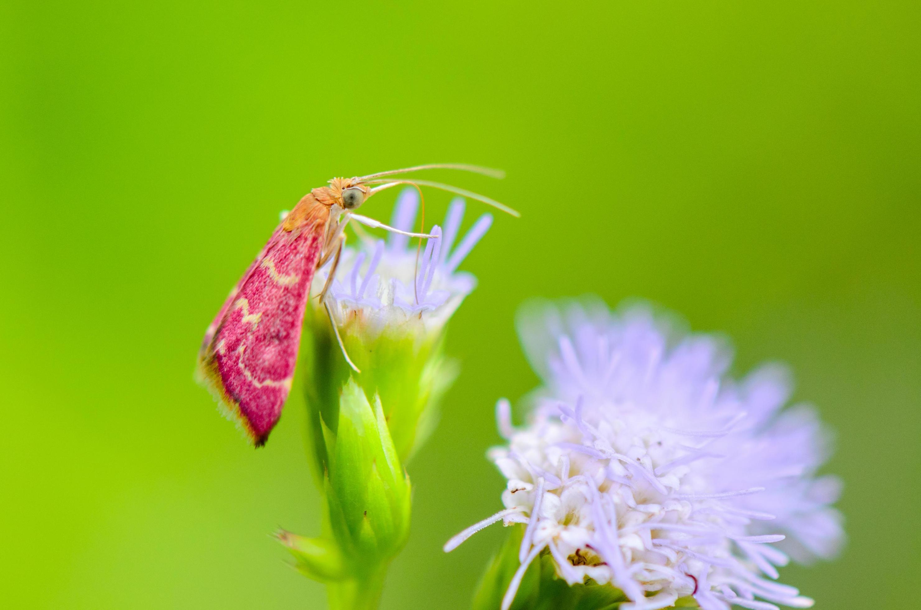 Small pink moth on flower of grass Stock Free