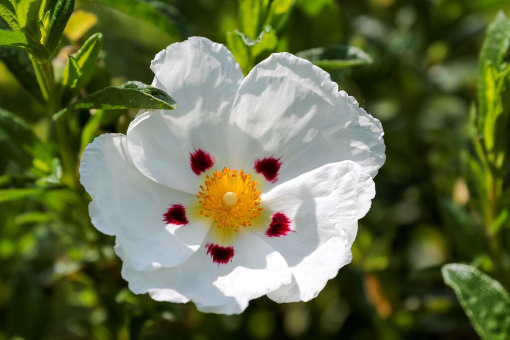 Sunlit Cistus flowering in an English garden Stock Free