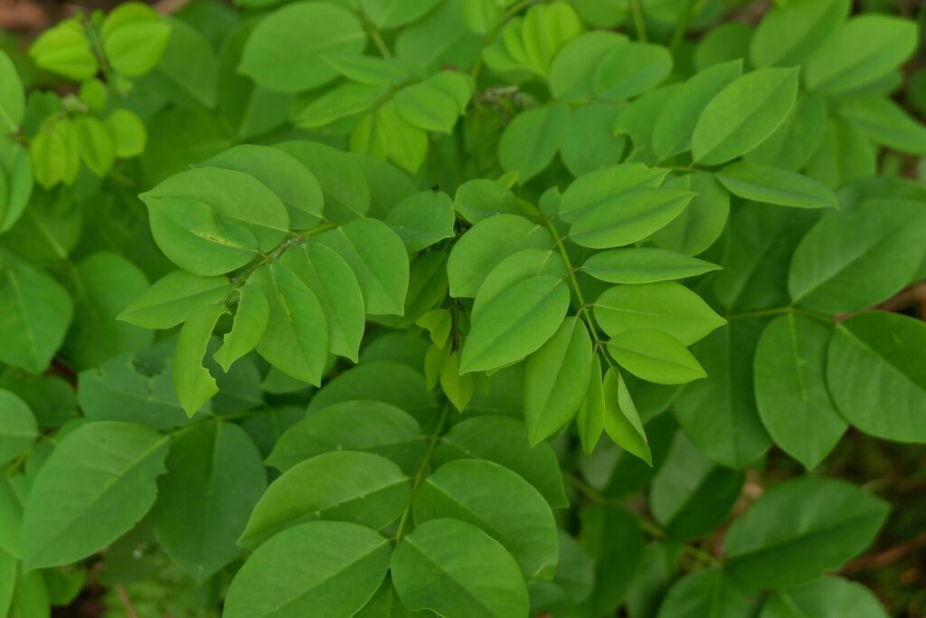 Natural photography of gamal leaves with a green background Stock Free