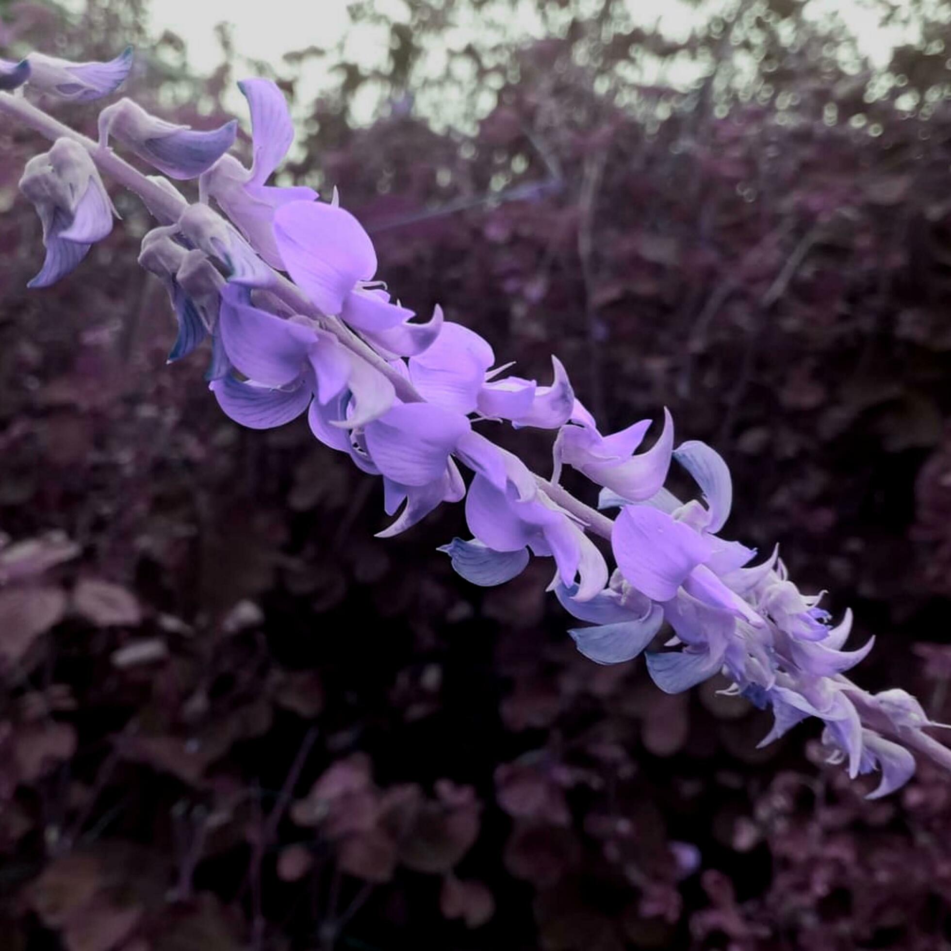 Beautiful blooming flower in the garden Stock Free