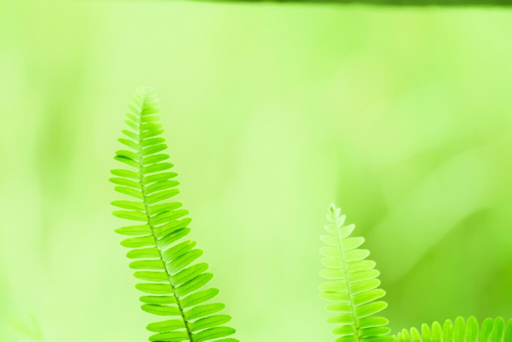 blurred of ferns leaves green foliage natural green background in sunlight. Stock Free