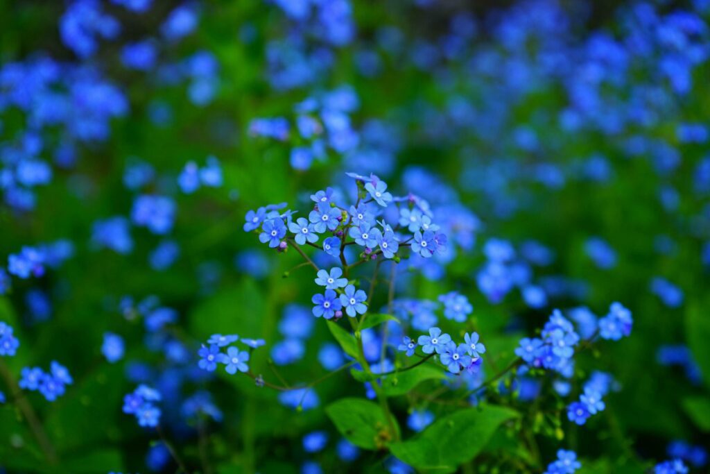 Forget-me-nots, Flowers, Blue flowers image Stock Free