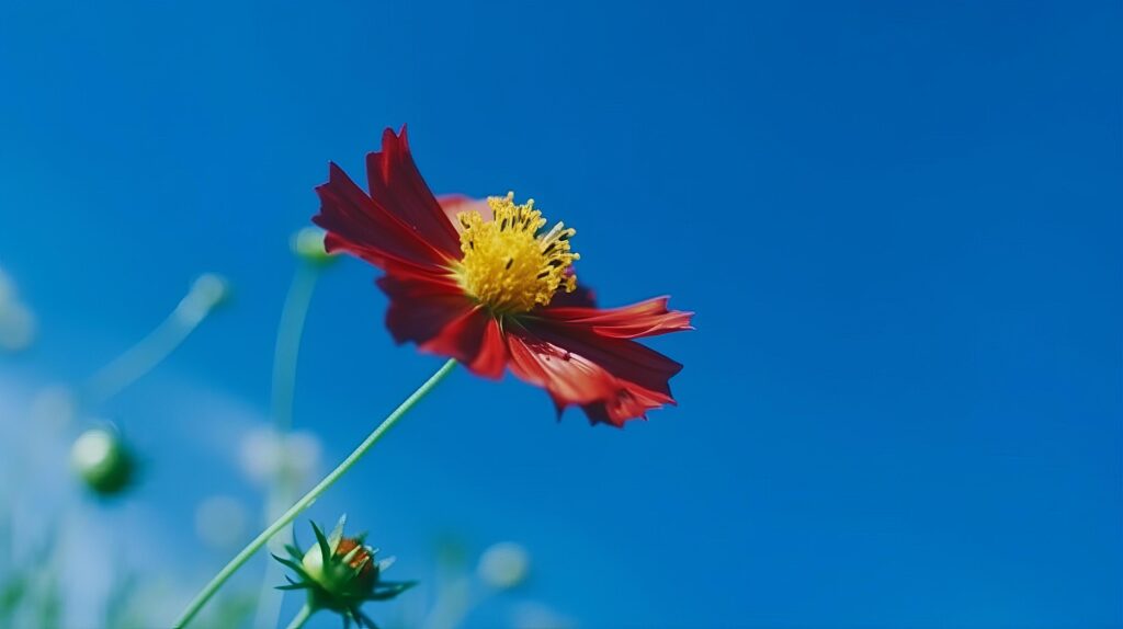 Cosmos flower over sky background. Illustration Stock Free