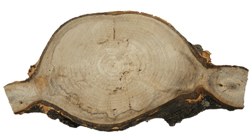 Pine Tree wood stumps on ground after being cut with real wood texture background. Stock Free