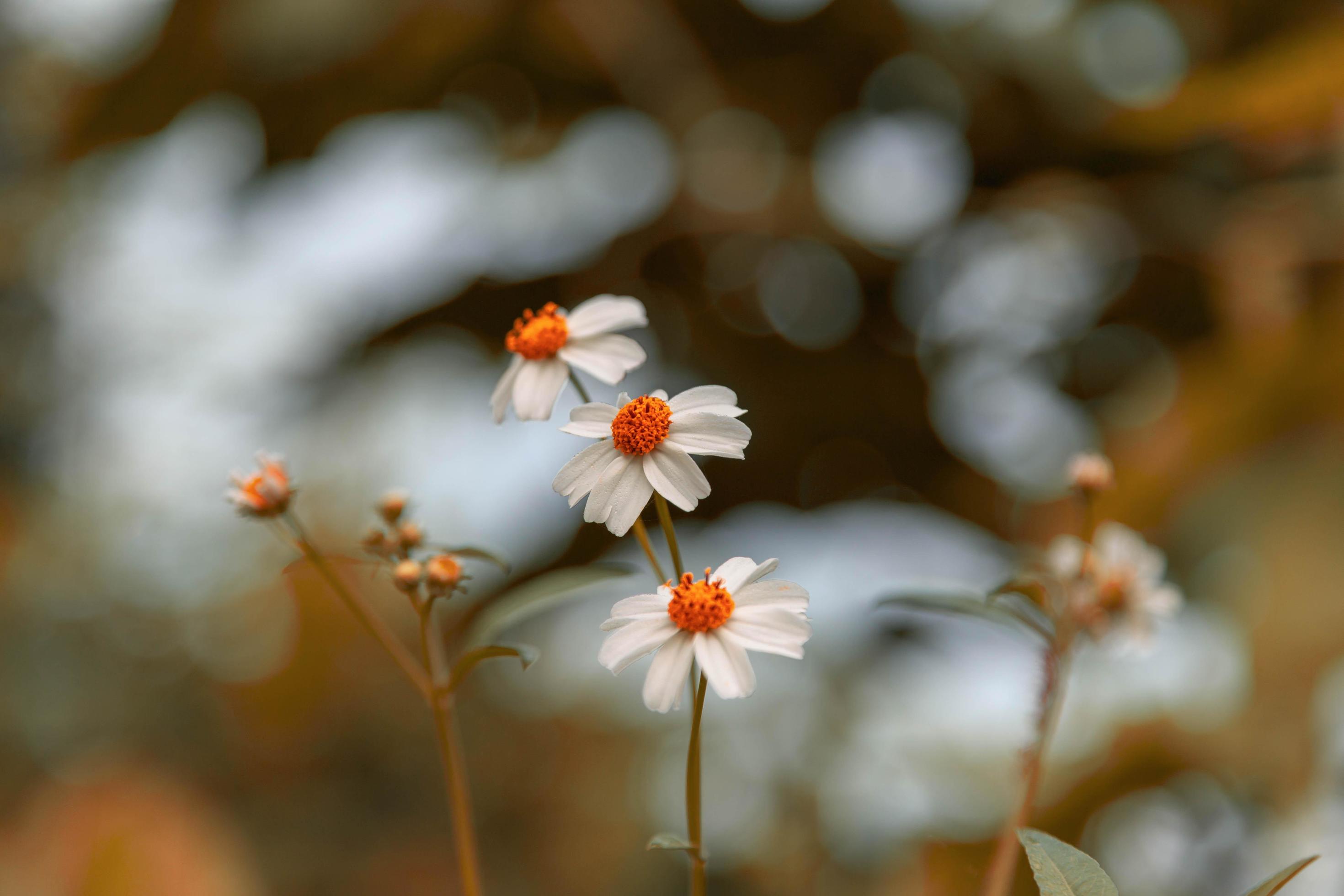 Vintage style summer flower background Stock Free