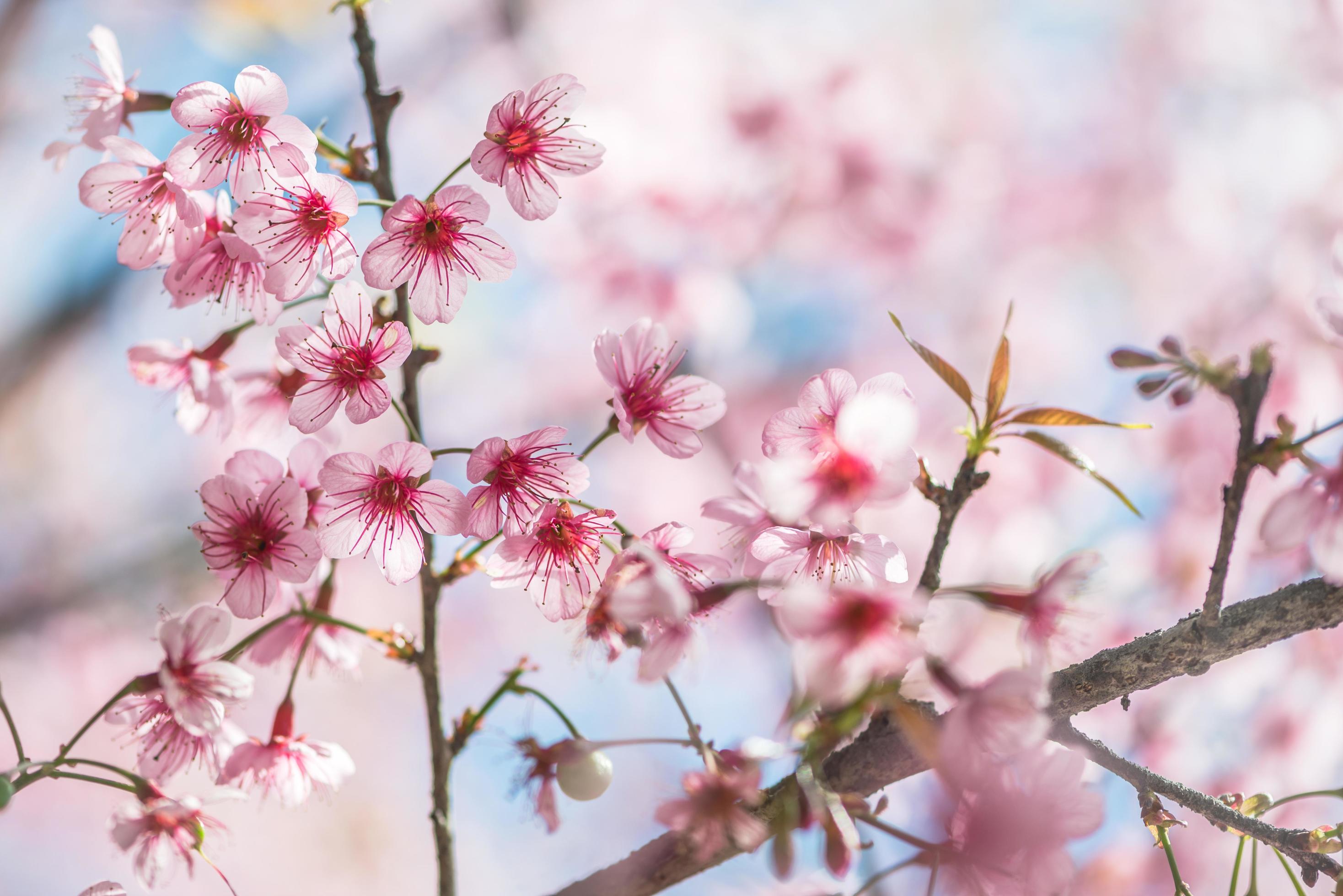 background nature Flower Valentine Prunus cerasoides Stock Free