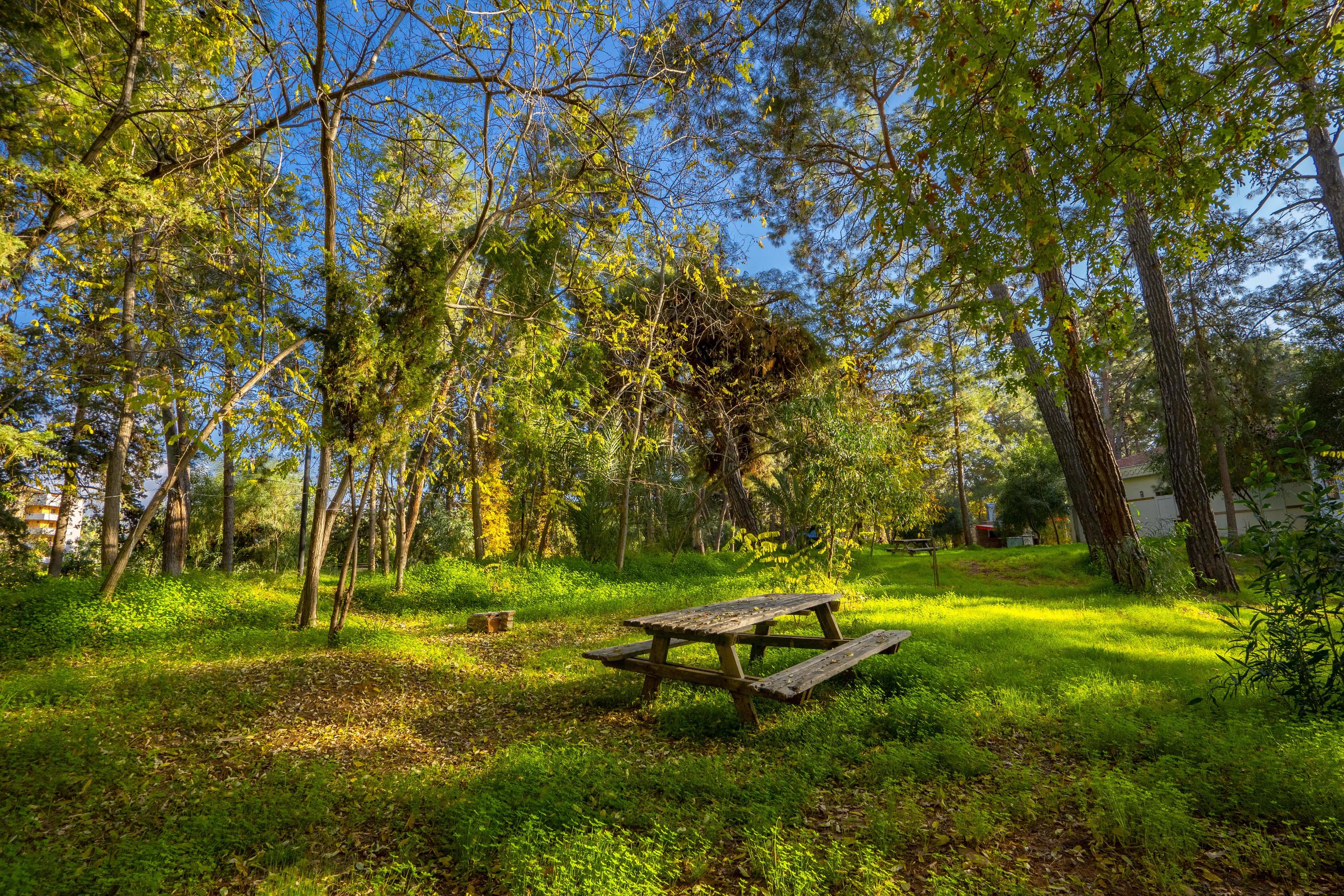 peaceful natural environment in the forest Stock Free