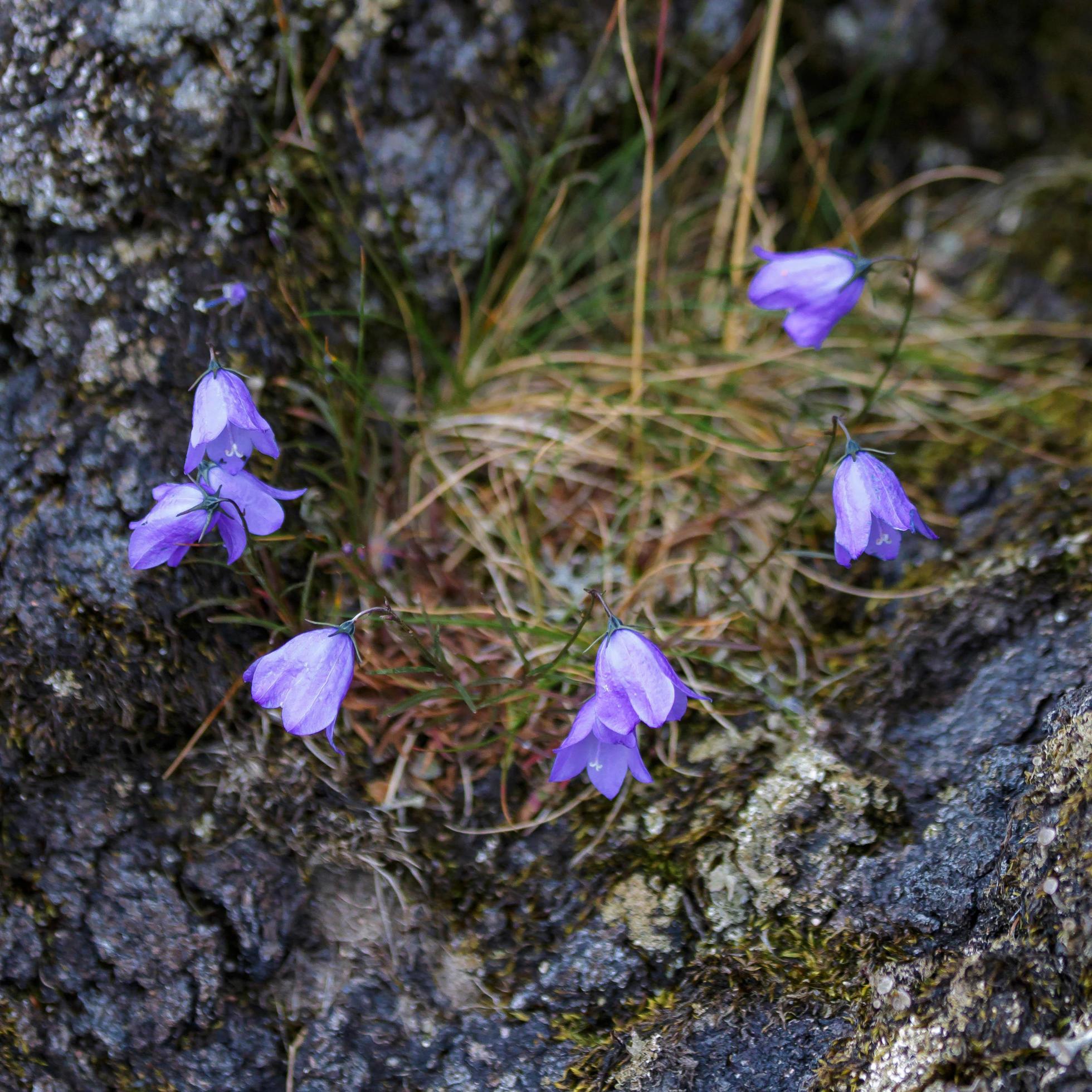 Blue Harebell Flowering in Scotland Stock Free