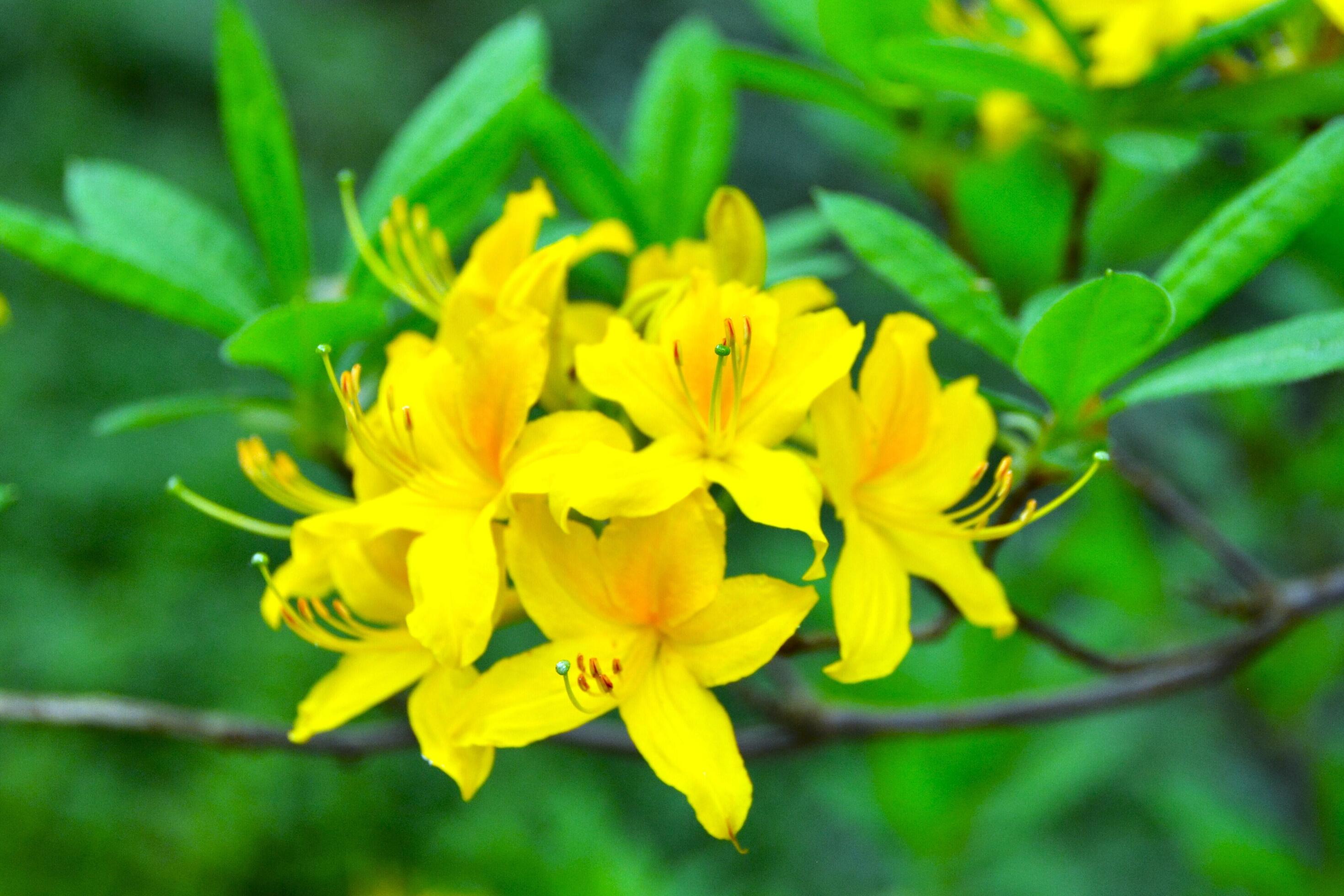 Rhododendron plant blossom, yellow flowers. Springtime with lush background. Stock Free