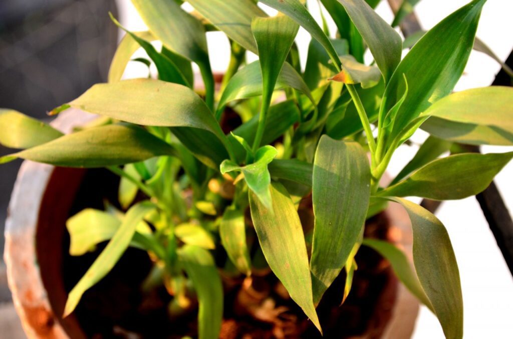 
									Potted Plant Closeup Stock Free