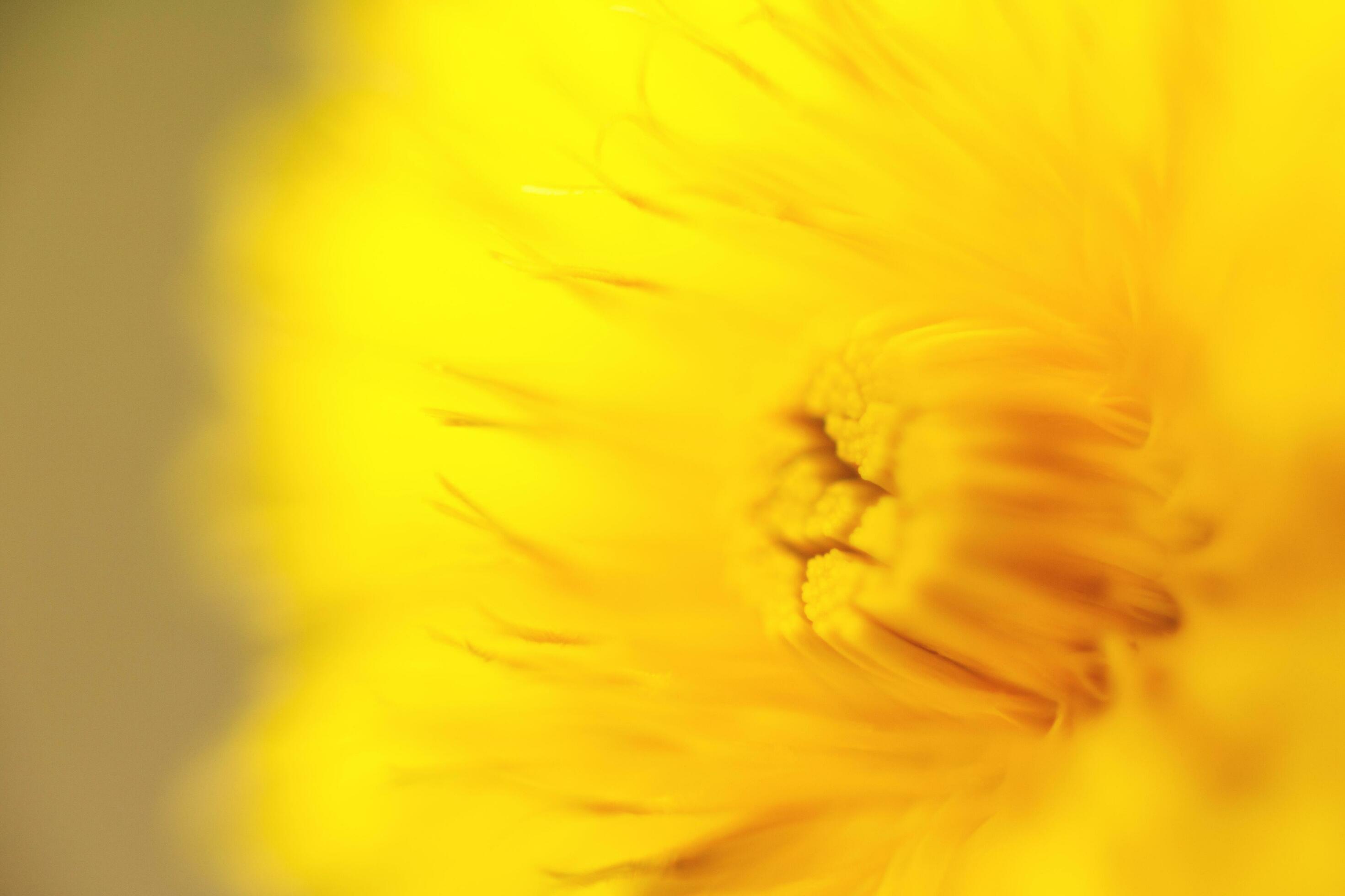 flower dandelion. macro photo. Yellow background. wallpaper. Stock Free