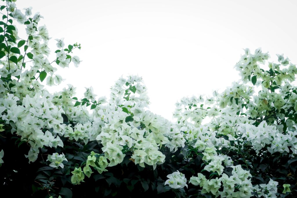 Beautiful white bougainvillea, tropical paper flower blooming in summer garden Stock Free